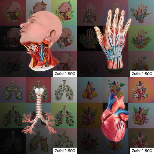 AnatomyLife Presale Collection 1-3 Zufall