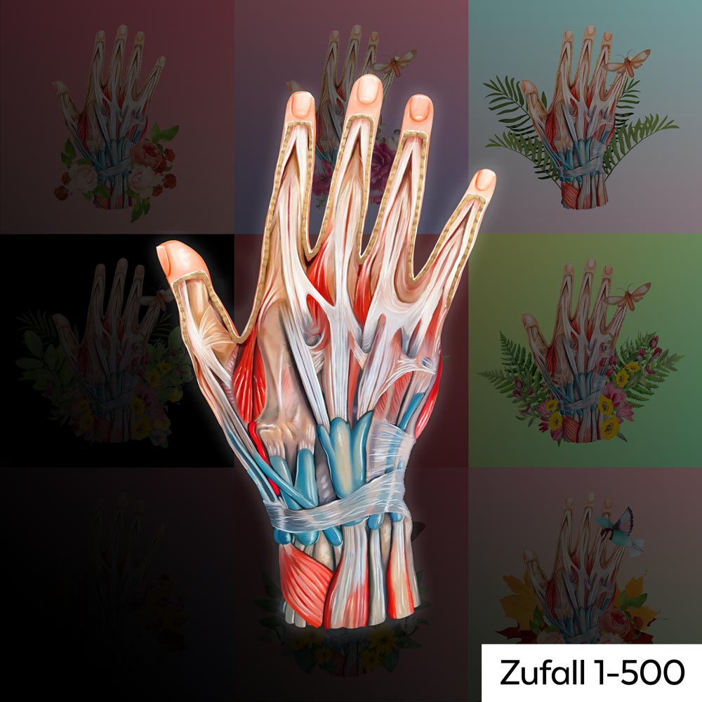 AnatomyLife Collection Hand Zufall 1-500