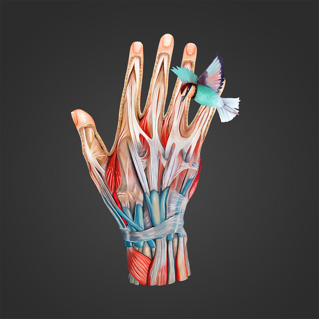 AnatomyLife Collection Hand 016