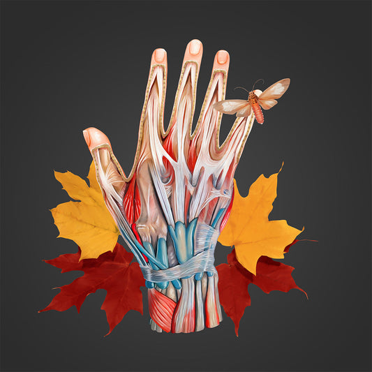AnatomyLife Collection Hand 023
