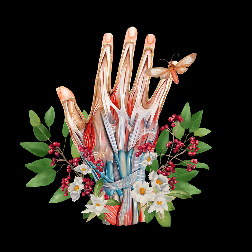 AnatomyLife Collection Hand 344