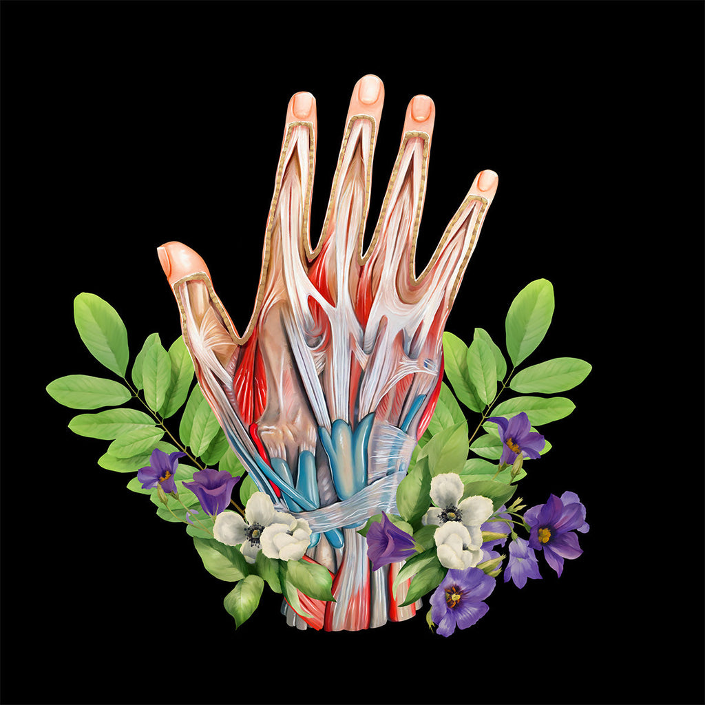 AnatomyLife Collection Hand 351