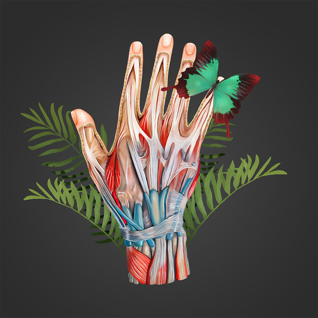 AnatomyLife Collection Hand 360