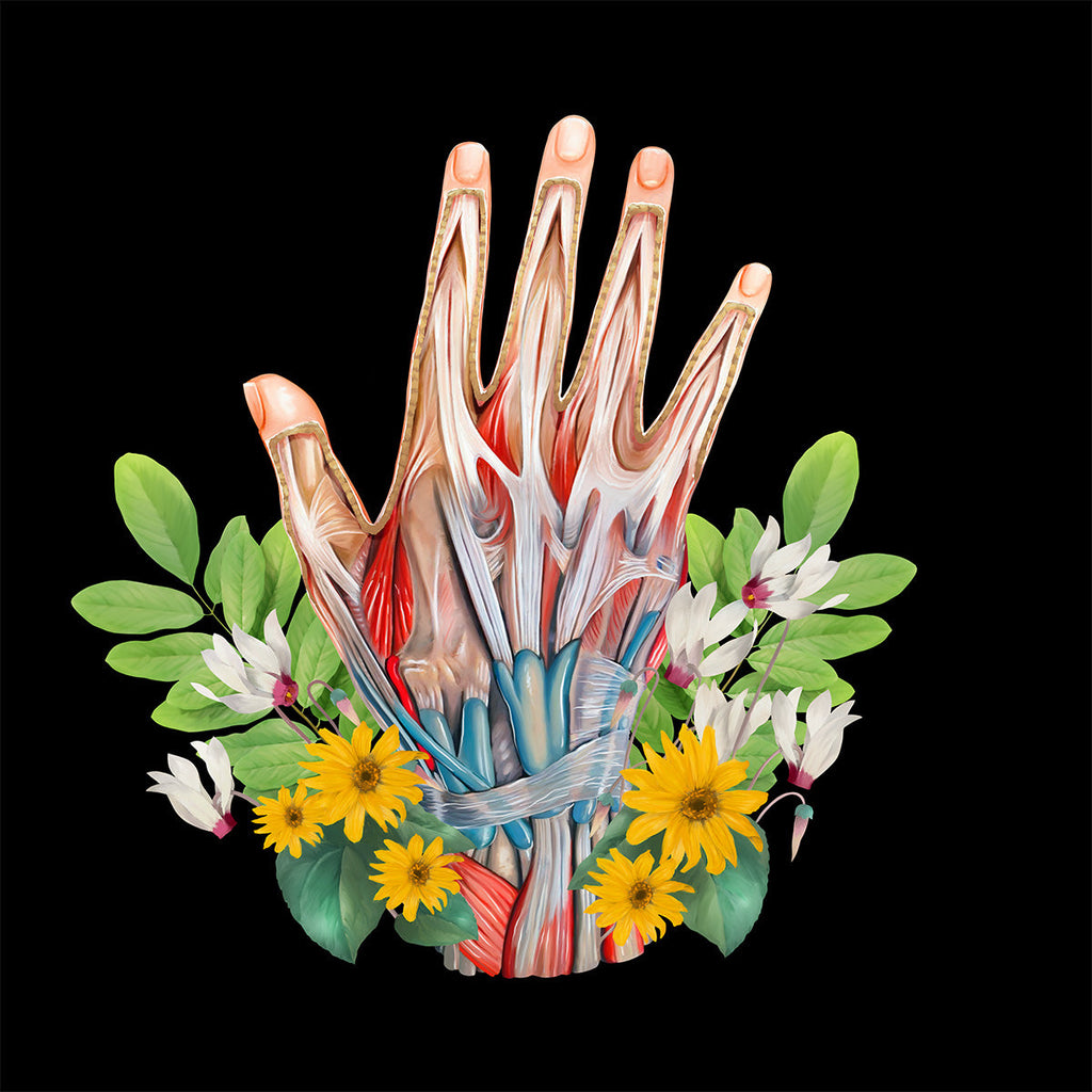 AnatomyLife Collection Hand 036