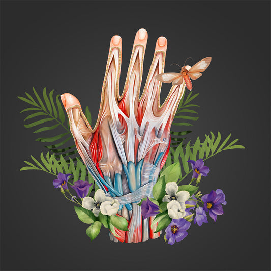 AnatomyLife Collection Hand 449