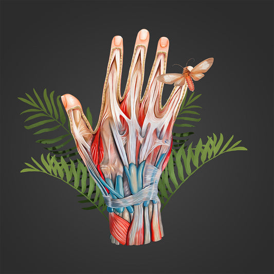 AnatomyLife Collection Hand 453