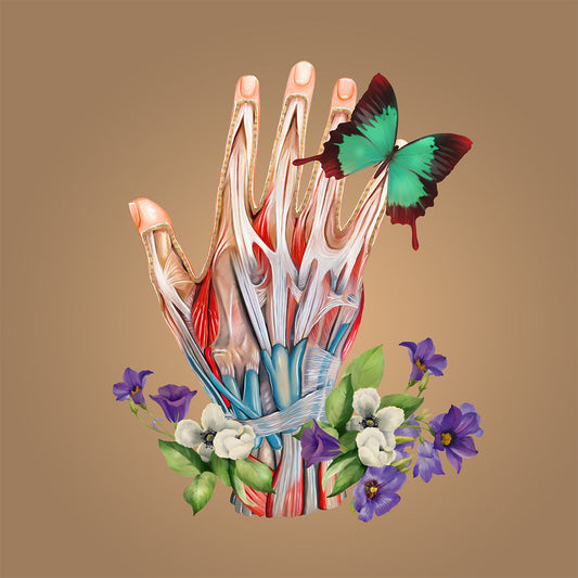 AnatomyLife Collection Hand 480