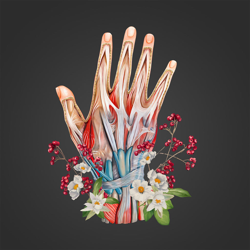 AnatomyLife Collection Hand 491