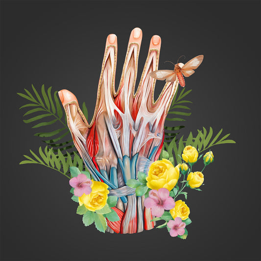 AnatomyLife Collection Hand 493
