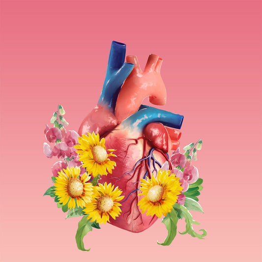 AnatomyLife Collection Herz 478