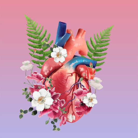 AnatomyLife Collection Herz 497