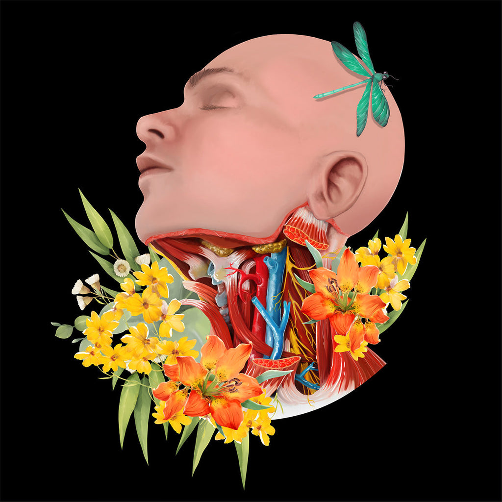 AnatomyLife Collection Kopf 152
