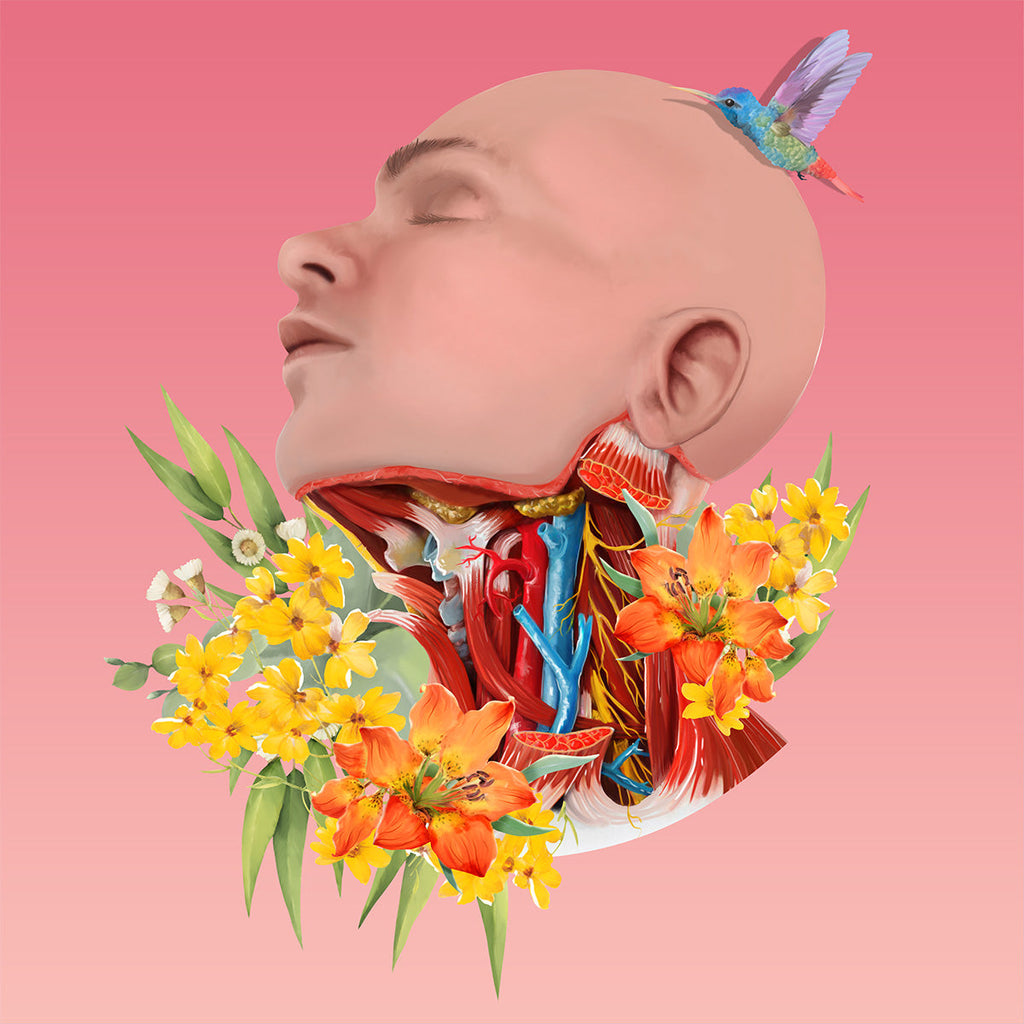 AnatomyLife Collection Kopf 253