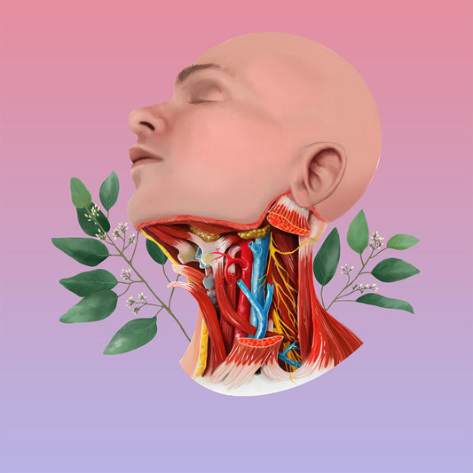 AnatomyLife Collection Kopf 438