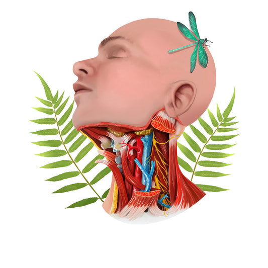 AnatomyLife Collection Kopf 440