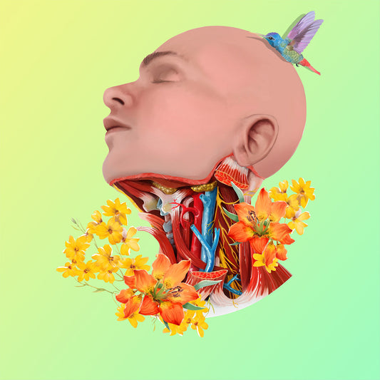 AnatomyLife Collection Kopf 472