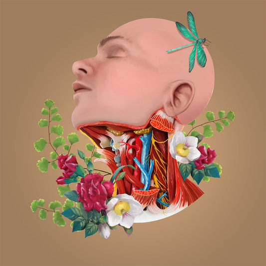 AnatomyLife Collection Kopf 474