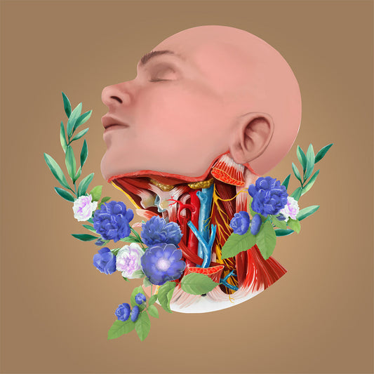 AnatomyLife Collection Kopf 480