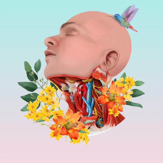 AnatomyLife Collection Kopf 484