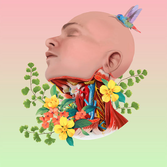 AnatomyLife Collection Kopf 488